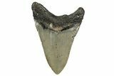 Fossil Megalodon Tooth - North Carolina #355735-1